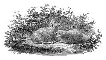 dois reclinável ovelha, filipo Velijn, 1834 foto