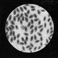 Pombo sangue células, vintage gravação. foto