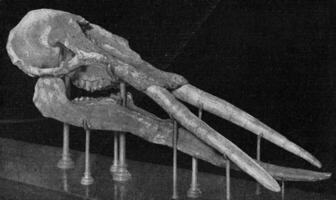 esqueleto do a cabeça do uma mastodonte com poderoso defesas, vintage gravação. foto