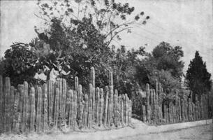 café plantação cercado de uma cacto cerca dentro el salvador, vintage gravação. foto