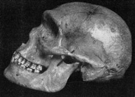 lado Visão do a mesmo crânio do uma primitivo australiano com muito pronunciado supraorbital protuberâncias, vintage gravação. foto