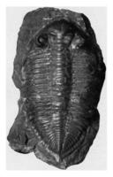 Dalmânia, trilobita do a mais baixo devoniano do boêmia, vintage gravação. foto