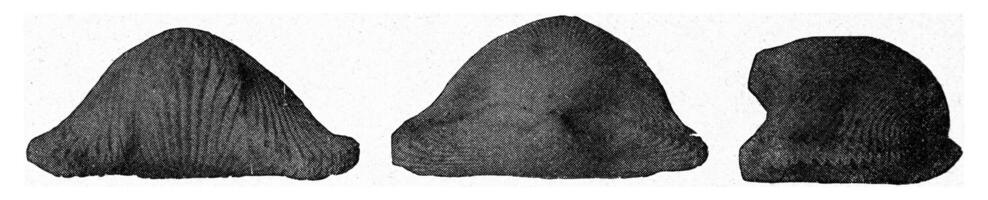 braquiópode do a superior cretáceo, vintage gravação. foto
