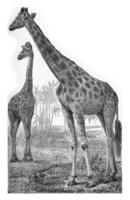 a girafa, vintage gravação. foto