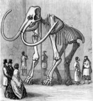 esqueleto do siberian mamute, preservar às a museu do santo petersburgo, vintage gravação. foto