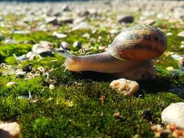 Concha beleza, capturando uma Caracol dentro Está habitat foto