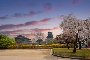 gyeongbokgung Palácio dentro pôr do sol com cereja Flor árvore dentro Primavera Tempo dentro Seul, sul Coréia. foto