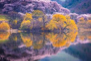 Coréia dentro Primavera e cereja Flor árvores por aí Yongbi lago dentro seosan, sul Coréia. foto