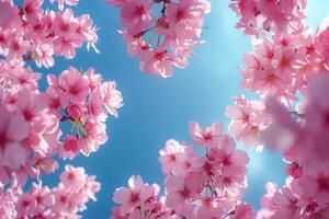 ai gerado primavera cereja flores mostrar, céu azul contraste foto