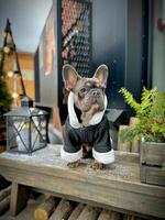 uma francês buldogue senta dentro uma inverno jaqueta. cachorro em uma inverno andar. buldogue posando dentro uma Preto pele de carneiro casaco com branco pelagem. caloroso roupas para cães. foto