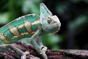 a velado camaleão ,chamaeleo calyptratus foto