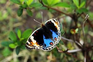 uma lindo azul borboleta é empoleirado em uma folha foto