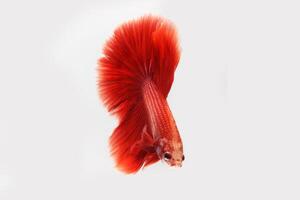 super vermelho betta peixe em Preto fundo foto