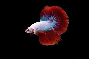 vermelho cambojano meia-lua betta peixe em Preto foto