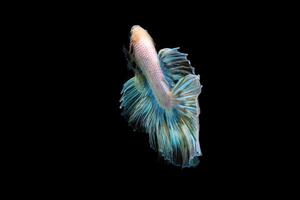 arco Iris meia-lua betta em preto, betta peixe, meia-lua rabo betta foto