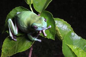 verde árvore sapo, atarracado rã em ramo foto