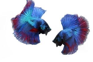 azul vermelho meia-lua betta peixe em branco foto