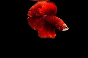 super vermelho betta peixe em Preto fundo foto