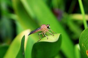 desfocado verde mosca empoleirado em uma folha foto