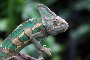 a velado camaleão ,chamaeleo calyptratus foto