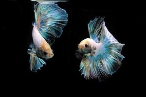 arco Iris meia-lua betta em preto, betta peixe, meia-lua rabo betta foto