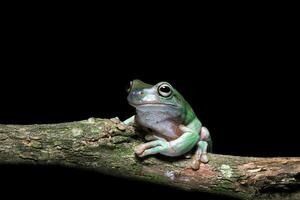 verde árvore sapo, atarracado rã em ramo foto