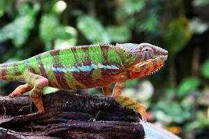 lindo criatura ambilobe pantera camaleão foto