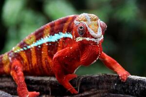 lindo criatura ambilobe pantera camaleão foto