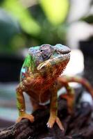 lindo criatura ambilobe pantera camaleão foto