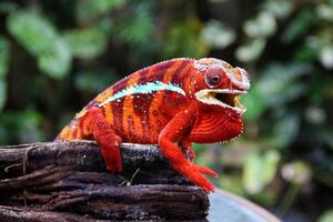 lindo criatura ambilobe pantera camaleão foto