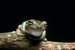 verde árvore sapo, atarracado rã em ramo foto