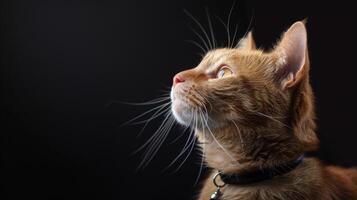 ai gerado gato com uma gato colarinho profissional fotografia foto