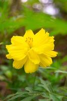 kenikir enxofre ou cosmos sulphureus flores estão amarelo dentro flor foto