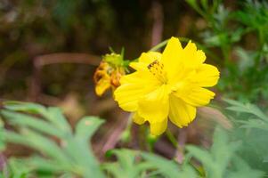 kenikir enxofre ou cosmos sulphureus flores estão amarelo dentro flor foto