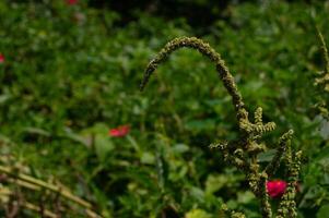 selvagem Amaranto flor crescendo dentro a jardim. próspero verde espinafre. foto