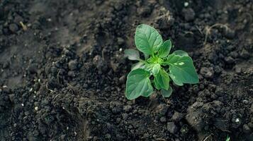 ai gerado bebê verde plantar brotando a partir de rico solo foto