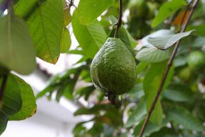 goiaba fruta em a árvore dentro a jardim com verde folhas fundo foto