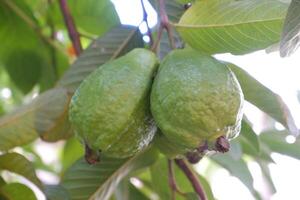 goiaba fruta em a árvore dentro a jardim com verde folhas fundo foto