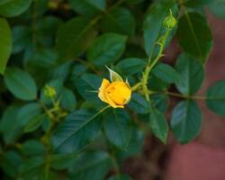 fechar acima do uma amarelo rosa flor cedo dentro a tarde foto