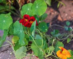 de várias vermelho e laranja chagas floresce dentro a costas jardim foto