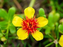 fechar acima portulaca flor foto