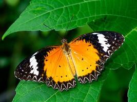 fechar acima laranja borboleta em a verde folha. foto