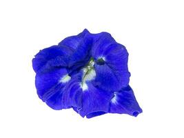azul ervilha ou borboleta ervilha. foto