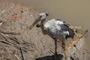 ásia openbill pássaro. foto