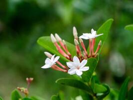 fechar acima do carissa carandas flor. foto