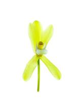 amarelo cymbidium finlaysonianum flor. foto