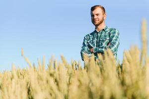 feliz maduro técnico verificação a crescimento do a trigo para uma qualidade ao controle dentro uma cereal campo dentro verão foto
