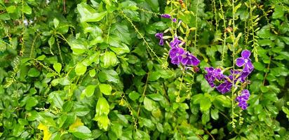 lindo roxo, tolet ou orquídea flor dentro floral jardim com borrado verde folhas fundo e cópia de espaço. beleza do natureza, crescimento e plantar conceito. foto