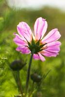 cosmos flores dentro uma bonita Prado, cosmos bipinnatus ou mexicano áster, margarida família asteraceae foto