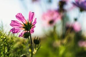 cosmos flores dentro uma bonita Prado, cosmos bipinnatus ou mexicano áster, margarida família asteraceae foto